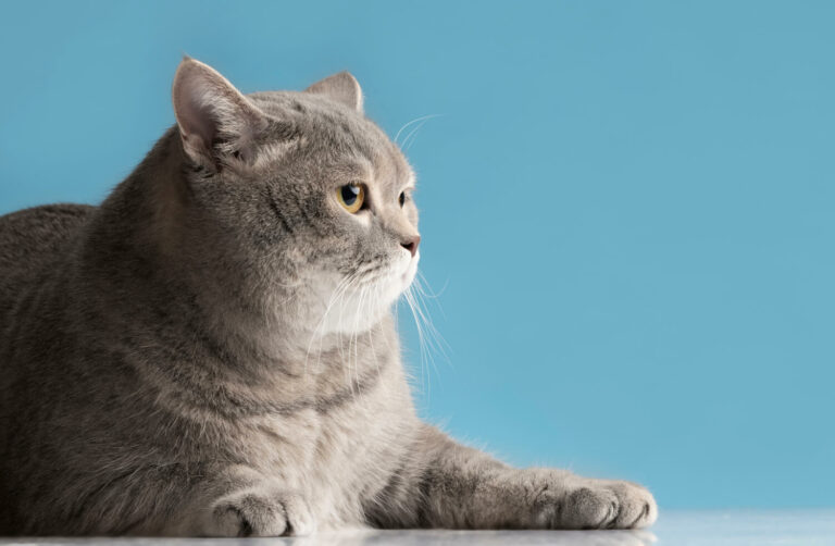 bonito gato gris con sobrepeso sobre fondo azul