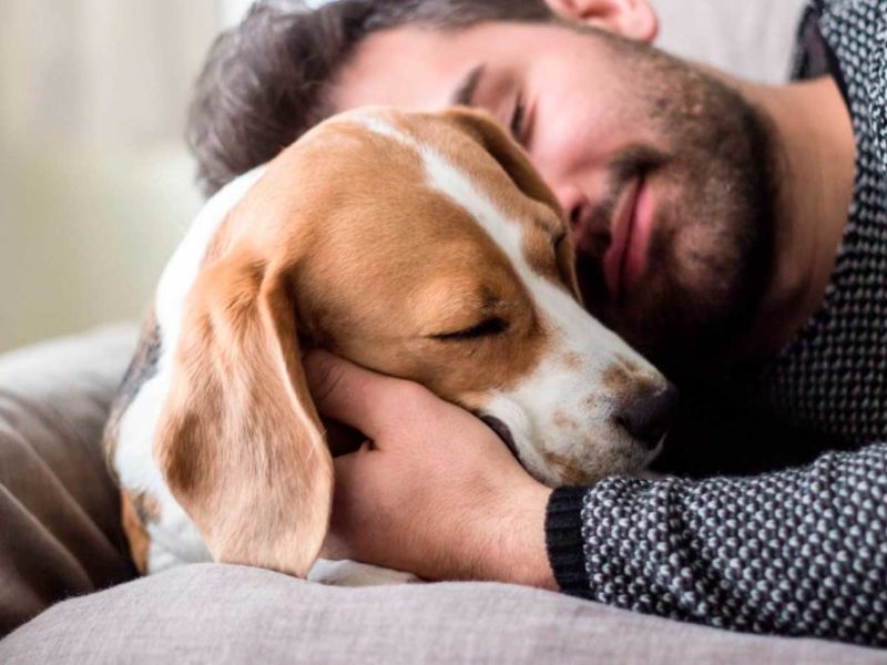 hombre joven abraza a perro beagle