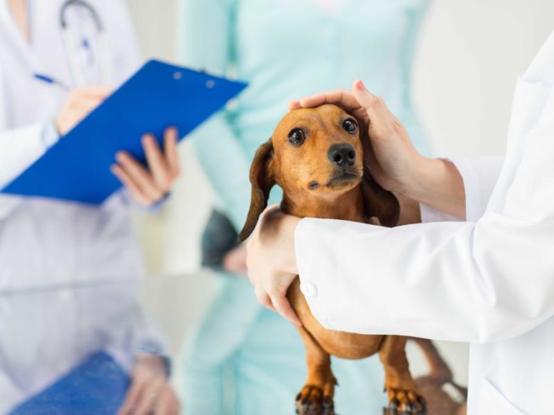 revisión de perro en veterinario